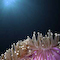 Reefscape